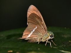 Aguna spatulata