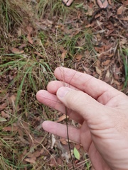 Digitaria parviflora