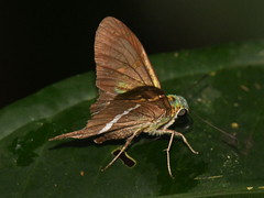 Aguna spatulata