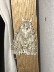 Acronicta americana
