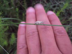 Naupactus auripes