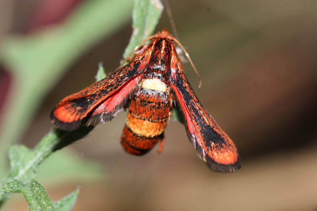 Zenodoxus rubens