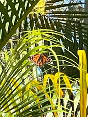 Danaus plexippus