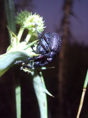 Heilipodus scabripennis