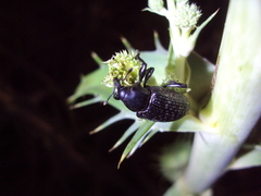 Heilipodus scabripennis