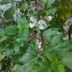 Apis cerana