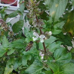 Apis cerana
