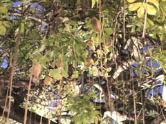 Kigelia africana