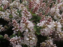 Veronica topiaria