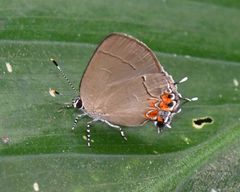 Calycopis cerata