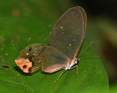 Haetera piera