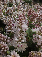 Veronica topiaria