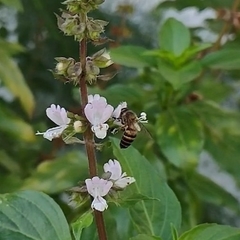 Apis cerana