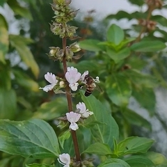 Apis cerana