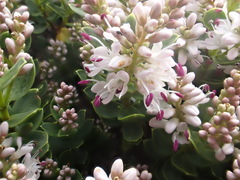 Veronica topiaria