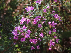 Boronia rivularis