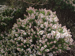 Veronica topiaria