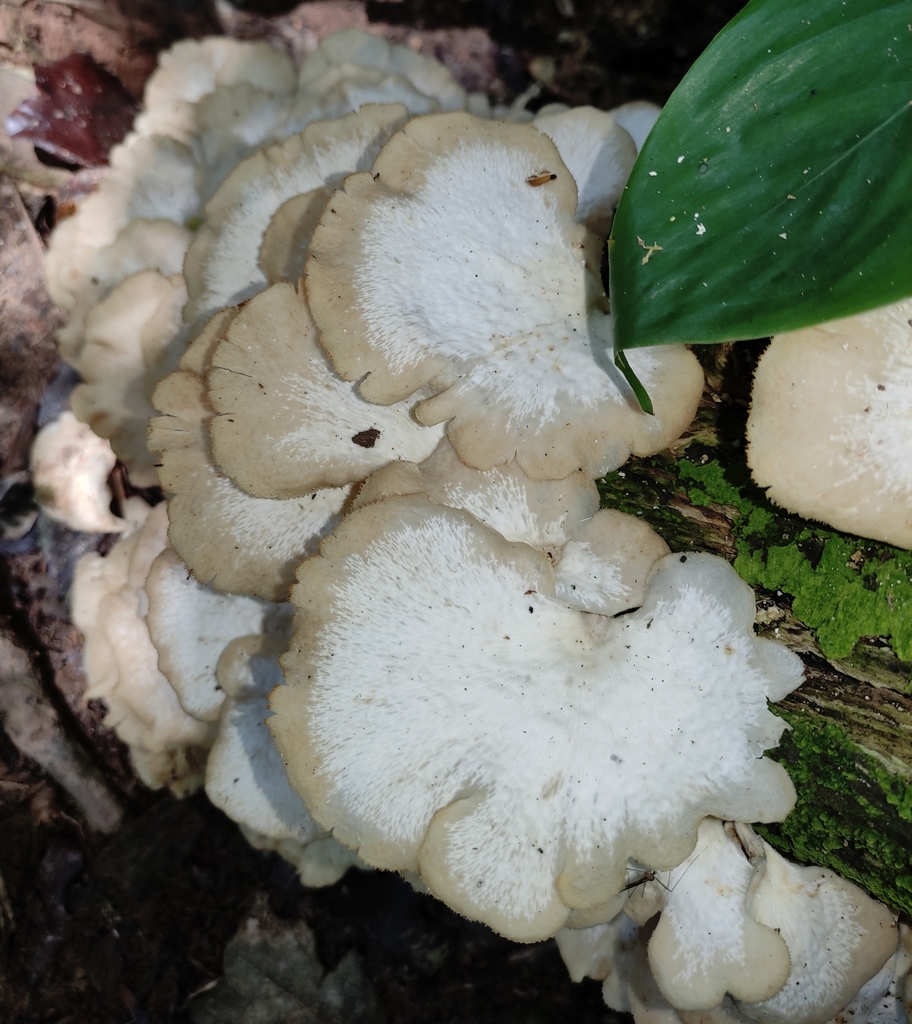 Favolus brasiliensis · December 2021 · photo: © limarrudandre (iNaturalist, cc0)