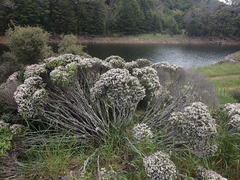 Veronica topiaria