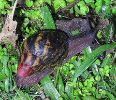 Archachatina marginata