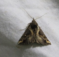 Hypena varialis