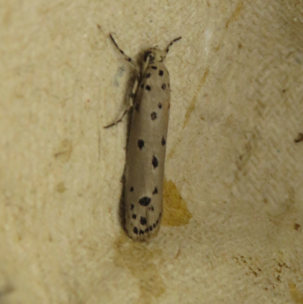 Ethmia spyrathodes