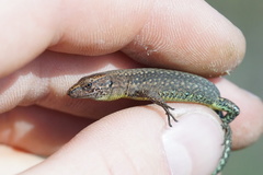 Darevskia rudis bischoffi