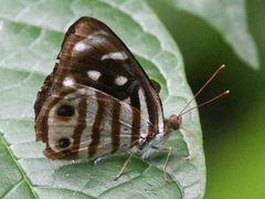 Dynamine gisella