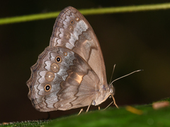 Pseudodebis valentina