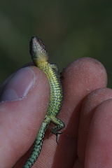 Darevskia rudis bischoffi