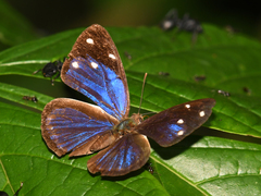Dynamine gisella