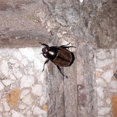 Anomala testaceipennis