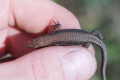 Darevskia rudis bischoffi