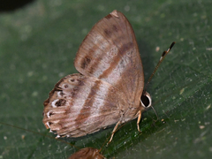 Euselasia melaphaea