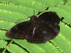 Aethilla echina