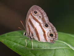 Euptychia meta