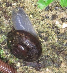 Rhysotina hepatizon
