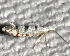 Argyresthia thuiella