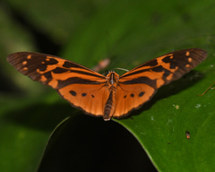 Tithorea harmonia