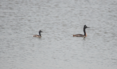 Podiceps major major