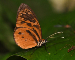 Tithorea harmonia