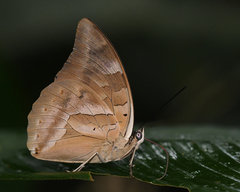 Archaeoprepona demophon