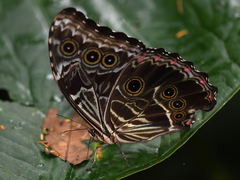 Morpho deidamia