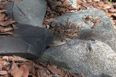 Egerniinae