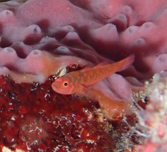 Trimma fucatum