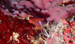 Trimma fucatum