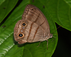 Megeuptychia antonoe