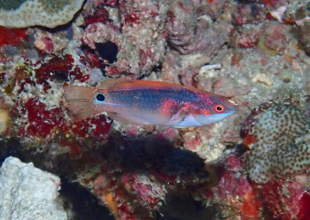 Exquisite wrasse