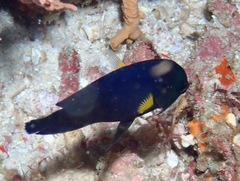Moonbeam Angelfish photo 2