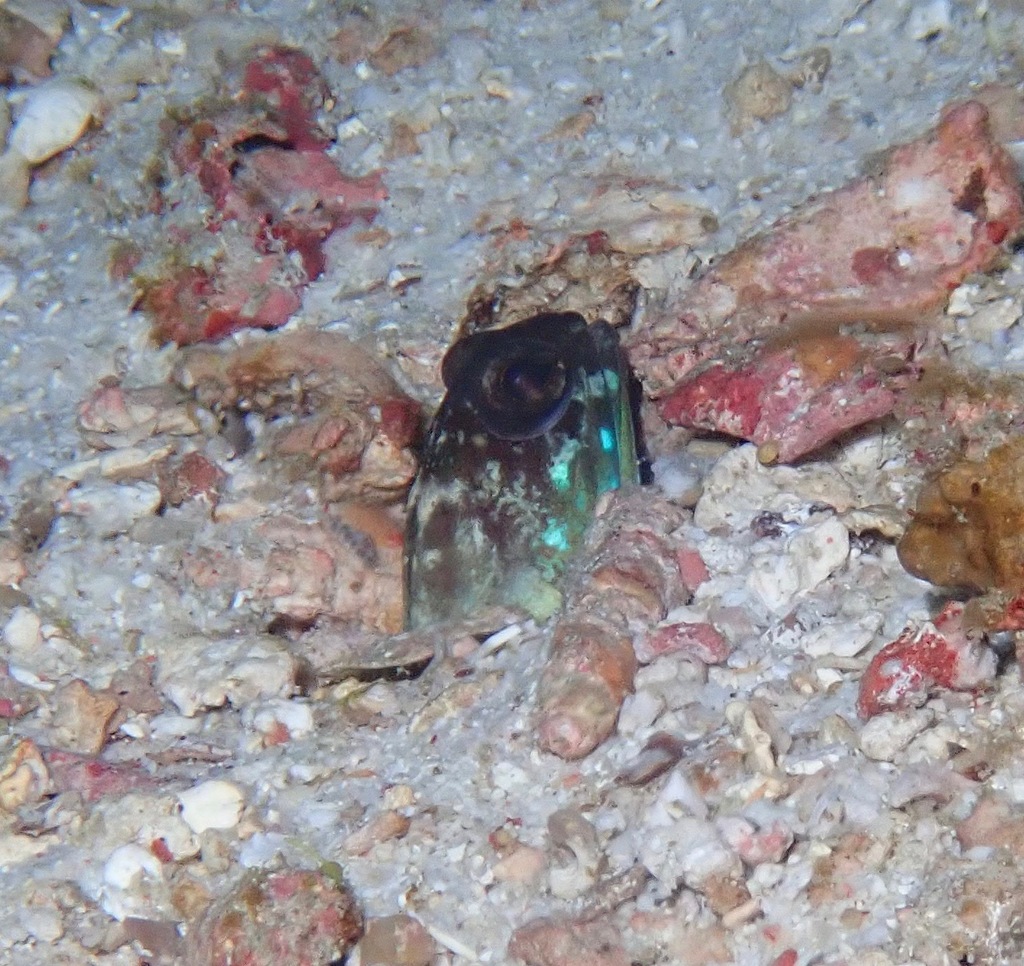 Blueblotch Jawfish